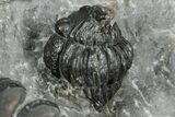 Detailed Austerops Trilobite With Two Gerastos - Morocco #327546-4